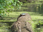 IMG 4035